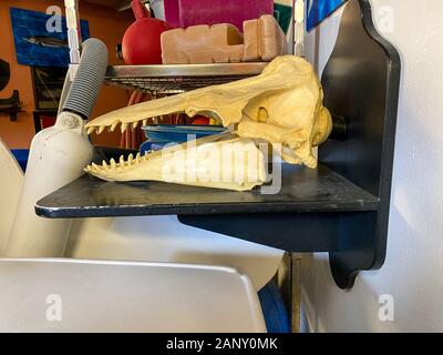 Orlando, FL/USA -1/17/20: ein Schädel von einem Belugawal auf Anzeige für Besucher in der Nähe der Beluga whale Spielzeug in SeaWorld zu sehen. Stockfoto