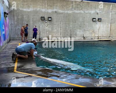 Orlando, FL/USA -1/17/20: ein Mann und eine Frau Besucher erziehen Belugawale in SeaWorld Orlando. Stockfoto