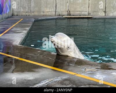 Orlando, FL/USA -1/17/20: Belugawale in SeaWorld Orlando, Florida. Stockfoto