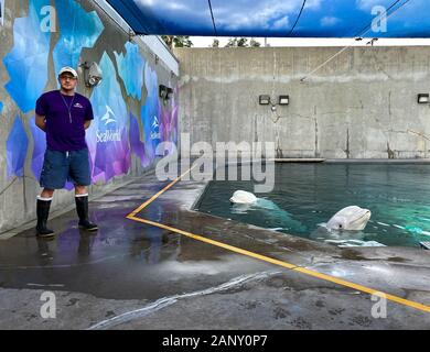 Orlando, FL/USA -1/17/20: eine Aufklärung der Besucher Belugawale in SeaWorld Orlando. Stockfoto