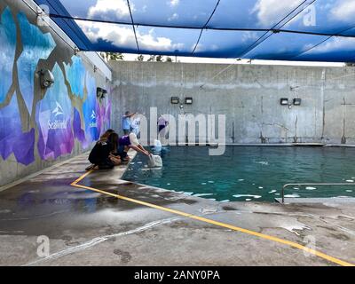 Orlando, FL/USA -1/17/20: ein Mann und eine Frau Besucher erziehen Belugawale in SeaWorld Orlando. Stockfoto