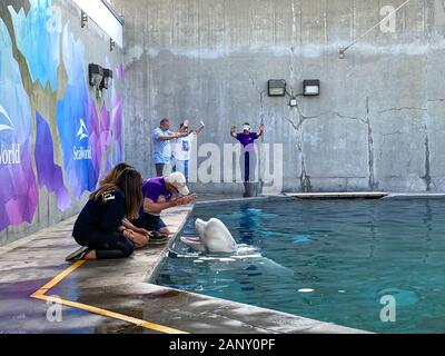 Orlando, FL/USA -1/17/20: ein Mann und eine Frau Besucher erziehen Belugawale in SeaWorld Orlando. Stockfoto