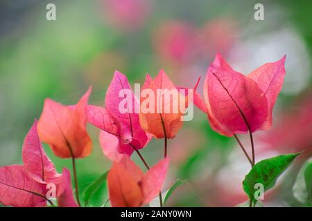 Bougainvillea ist eine Gattung von dornigen dekorativen Ranken, Büsche oder Bäume. Der Blütenstand besteht aus großen, bunten sepallike Hüllblätter, die t-Surround Stockfoto