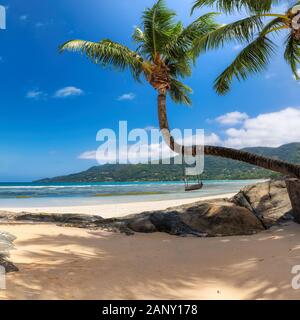 Schöne Coco Palm auf einer exotischen Insel Stockfoto