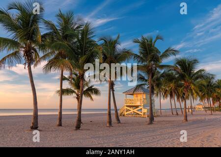 Palmen bei Sonnenaufgang in Miami Beach, Florida. Stockfoto