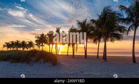 Palmen bei Sonnenaufgang in Miami Beach, Florida. Stockfoto