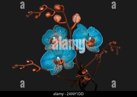 Orchidee Blumen und Blüten sowie deren Knospen in abstrakten duo Farben auf grauem Hintergrund Stockfoto