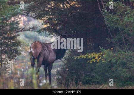 Bull elk in der Nähe von Clam Lake in Nordwisconsin. Stockfoto