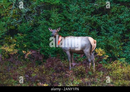 Collared weiblichen Elch in der Nähe von Clam Lake in Nordwisconsin. Stockfoto