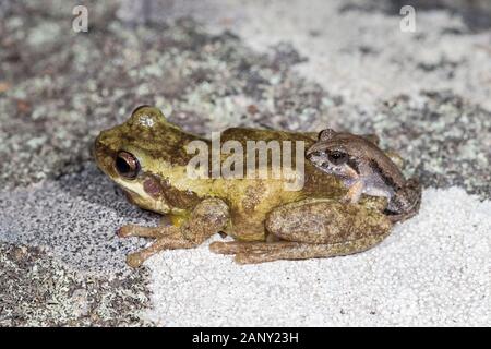 Gewöhnlicher Ostfroglet in Amplexus mit schreiender Baumfrosch Stockfoto
