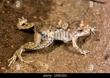 Paar Gemeinsame östlichen Froglets Paarung Stockfoto