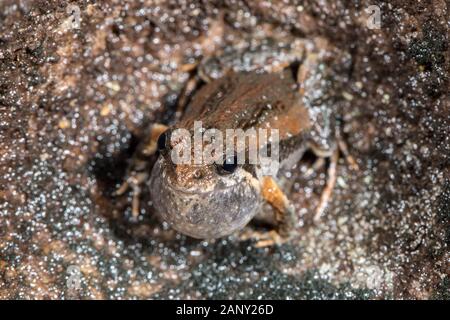 Gemeinsame östlichen Froglet Aufruf mit Vocal sac aufgepumpt Stockfoto