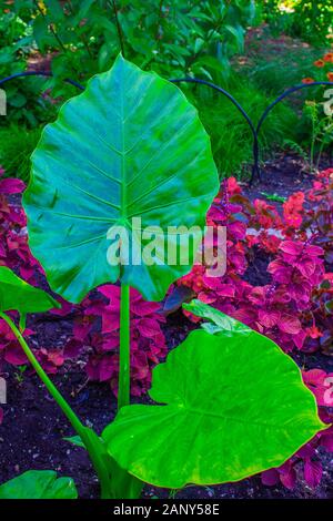 Große grüne Blätter einer tropischen Pflanze wachsen in einem Garten in das Klima einer höheren Breiten. Stockfoto