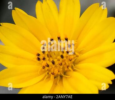 Osteospermum ist eine Gattung von blühenden Pflanzen, die zu den Calenduleae gehören, einem der kleineren Stämme der Sonnenblumen-/Gänseblümchenfamilie Asteraceae. Stockfoto