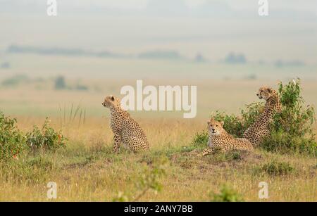 Drei Geparde ruhen in der Nähe von Busch bei Masai Mara, Kenia, Afrika Stockfoto