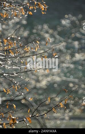 Zweige eines littleleaf Linden Tilia cordata mit trockenen corymbose Blütenstände auf dem Hintergrund einer schönen Bokeh vertikale Ausrichtung Stockfoto