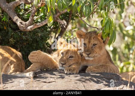 Zwei kleine Lion Cubs in einen Schatten auf Felsen in der Masai Mara, Kenia, Afrika Stockfoto