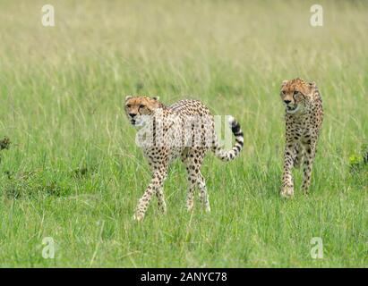 Cheetah Malaika und ihren Jungen auf der Suche nach einer Beute in der Masai Mara, Kenia, Afrika Stockfoto