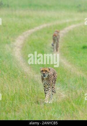 Cheetah Malaika und ihren Jungen auf der Suche nach einer Beute in der Masai Mara, Kenia, Afrika Stockfoto