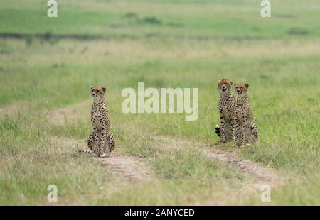 Alert Cheetah Malaika und ihre zwei jungen auf der Suche nach einer Beute in der Masai Mara, Kenia, Afrika Stockfoto