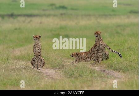 Cheetah Malaika und ihre zwei jungen auf der Suche nach einer Beute in der Masai Mara, Kenia, Afrika Stockfoto