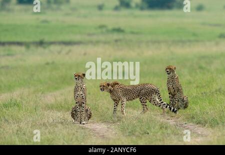 Cheetah Malaika und ihre zwei jungen auf der Suche nach einer Beute in der Masai Mara, Kenia, Afrika Stockfoto