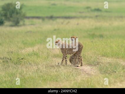 Cheetah Malaika und ihren Jungen auf der Suche nach einer Beute in der Masai Mara, Kenia, Afrika Stockfoto