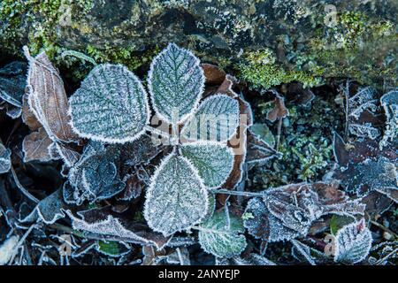 Die eiskalte Bramble verlässt an einem kalten und hellen Wintertag in Carmarthenshire im Süden von Waet Wales auf der Seite eines Pfades Stockfoto