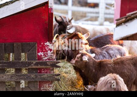 Gruppe von niedlichen der nigerianischen Zwergziegen Heu Essen durch die Scheune. Schönen Bauernhof Tiere im Streichelzoo. Stockfoto