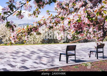 Zwei Bänke unter rosa blühende Bäume in einem Park. Selektive konzentrieren. Horizontale Rahmen kopieren Raum Stockfoto