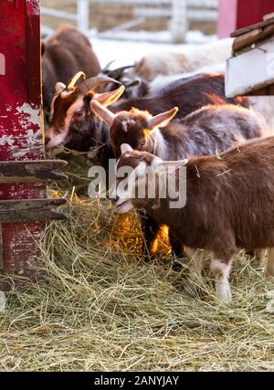 Gruppe von niedlichen der nigerianischen Zwergziegen Heu Essen durch die Scheune. Schönen Bauernhof Tiere im Streichelzoo. Stockfoto