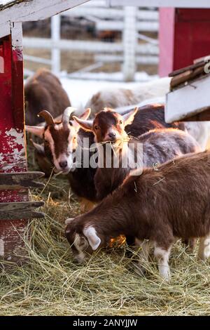 Gruppe von niedlichen der nigerianischen Zwergziegen Heu Essen durch die Scheune. Schönen Bauernhof Tiere im Streichelzoo. Stockfoto