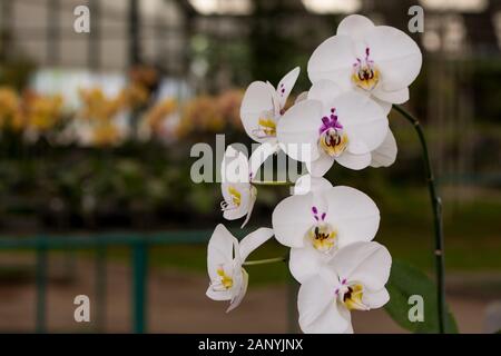 Weiße Orchidee Orchidee in Orchid Farm Stockfoto