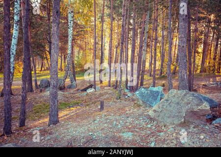 Granitblöcke, die in den Wald in den frühen Morgenstunden Stockfoto