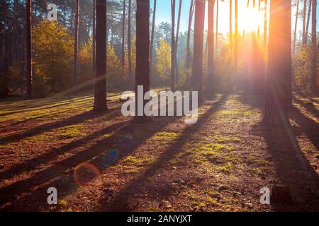 Schönen Pinienwald im Herbst in den frühen Morgen. Sonnenaufgang im Wald Stockfoto