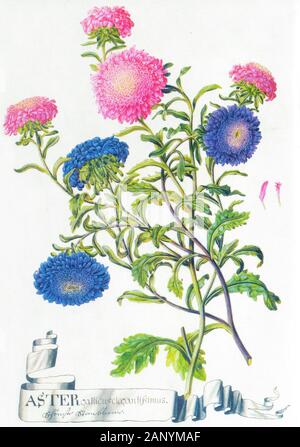 Handbemalte alte Abbildung verschiedener Aster Blumen Stockfoto