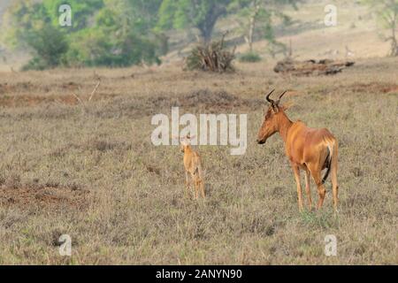 Familie afrikanischer Antilope, die die Jungen mitten in der Savanne schützt. Stockfoto