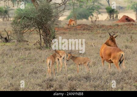 Familie afrikanischer Antilope, die die Jungen mitten in der Savanne schützt. Stockfoto