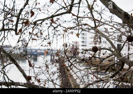 Baum und Früchte auf einem coudy Tag Stockfoto