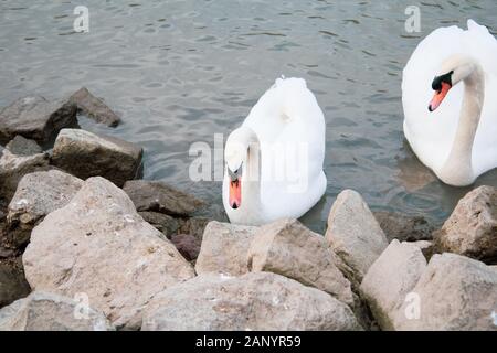 Schwäne am Ufer auf der Suche nach Essen Stockfoto