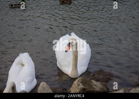 Schwäne am Ufer auf der Suche nach Essen Stockfoto