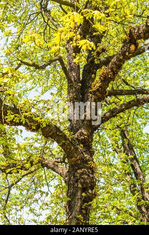 Vertikale Low-Angle-Aufnahme eines spärlichen grün-blättrigen Baumes mit Ein großer Kofferraum Stockfoto