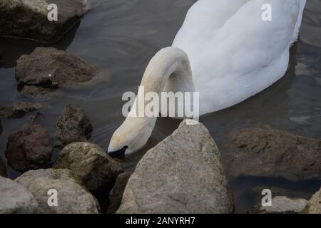 Schwäne am Ufer auf der Suche nach Essen Stockfoto