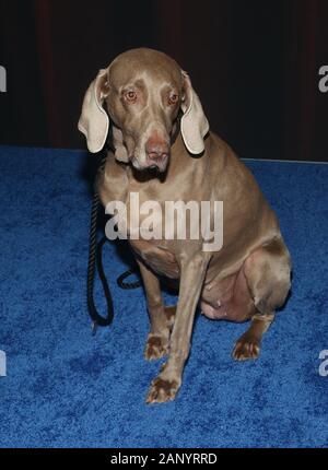 19. Januar 2020 in Santa Monica, Kalifornien - Atmosphäre. Die 2020 amerikanischen Rescue Dog Show gehalten an Barker Hangar. (Bild: © Fs/AdMedia über ZUMA Draht) Stockfoto