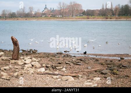 Vogel auf einem Fluss Strand Stockfoto