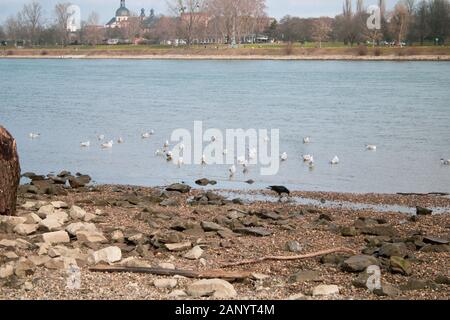 Vogel auf einem Fluss Strand Stockfoto