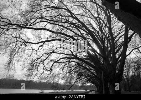 Schwarze und weiße Äste in einem Park Stockfoto