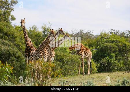 Gruppe von Giraffen auf dem Gras bedeckten Hügel in der Nähe stehen Die Bäume Stockfoto
