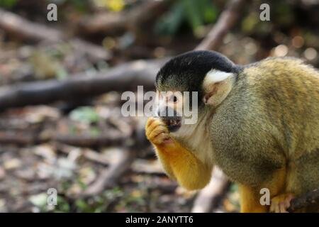 Selektive Fokusaufnahme eines lustigen Callicebus mit einem unscharfen Natürlicher Hintergrund Stockfoto