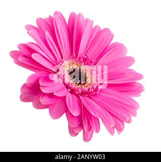 Rosa Gerbera Blume Kopf auf weißem Hintergrund Stockfoto